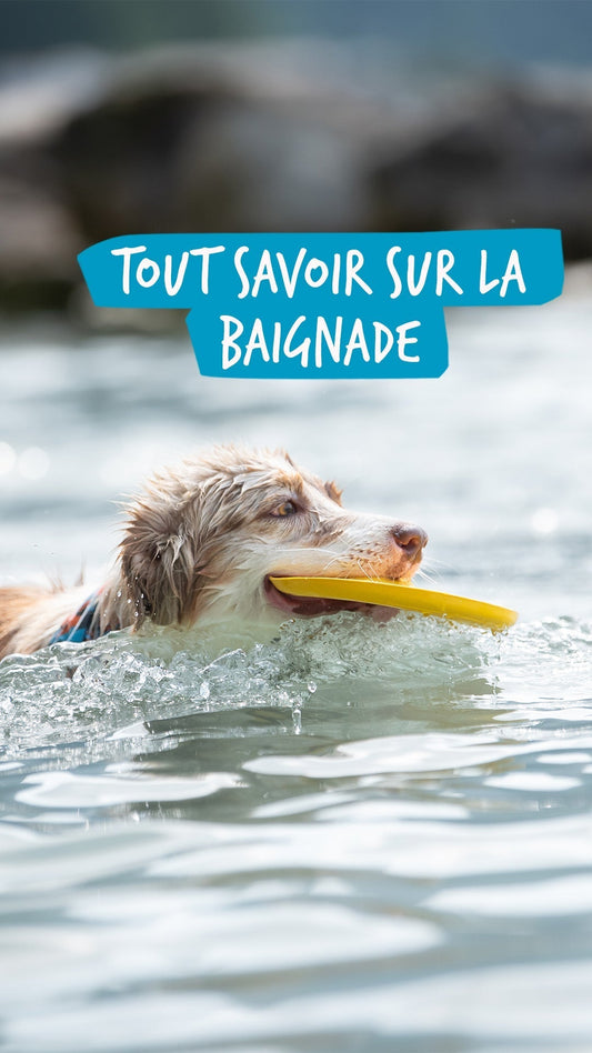 Tout savoir sur la baignade, chien avec frisbee FIDELAMI dans l'eau