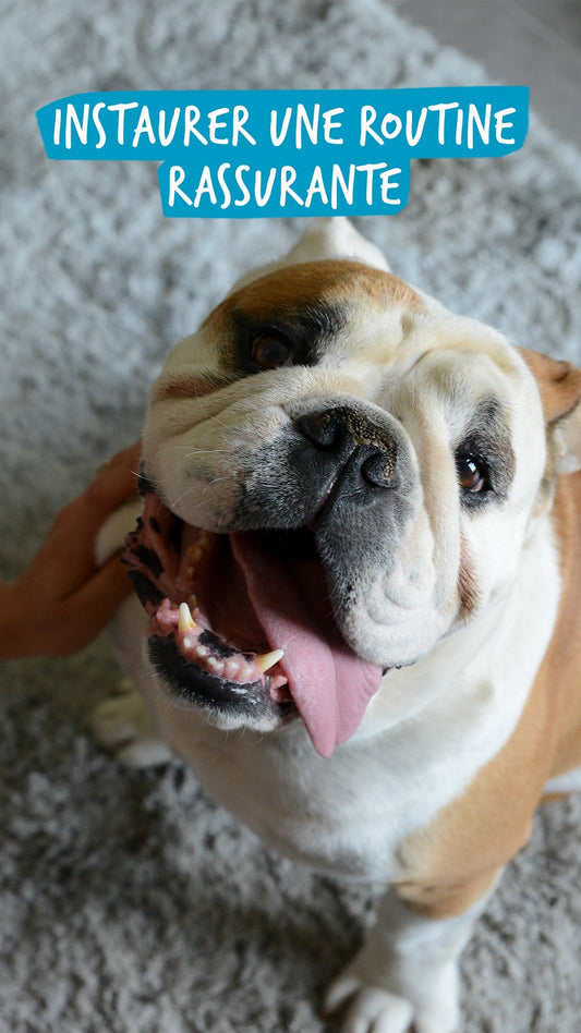 Comment instaurer une routine rassurante pour mon animal ?