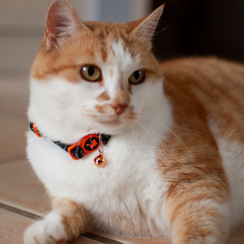 Collier réfléchissant noir