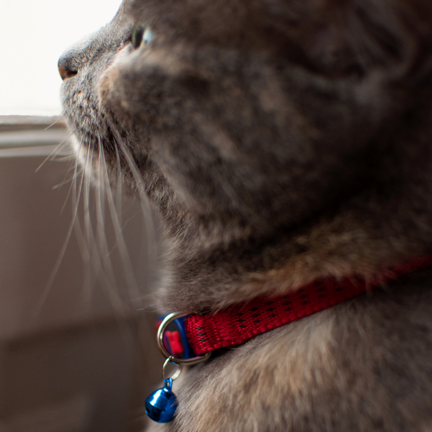 Collier réfléchissant rouge
