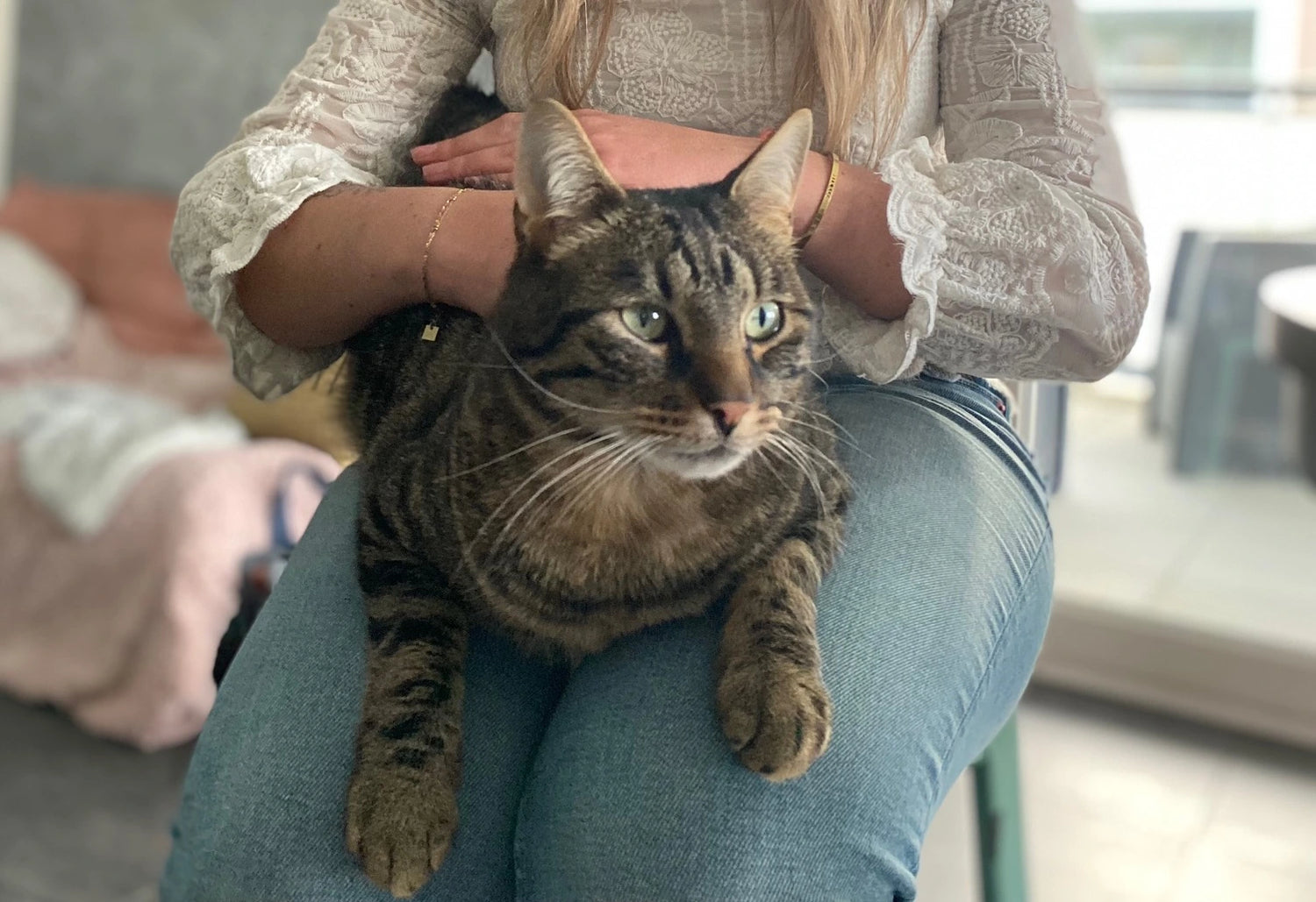 Cette photo montre un chat tigré en séance d'ostéopathie. Inès Rastouil est l'une de nos expertes Fidelami. Elle est ostéopathe animalier et prend en charge tous les animaux. Elle est également assistante de direction à l'Ecole d'Ostéopathie Animalière d'Annecy. Fidelami s'entoure d'experts du bien-être animal afin de garantir des produits de qualité