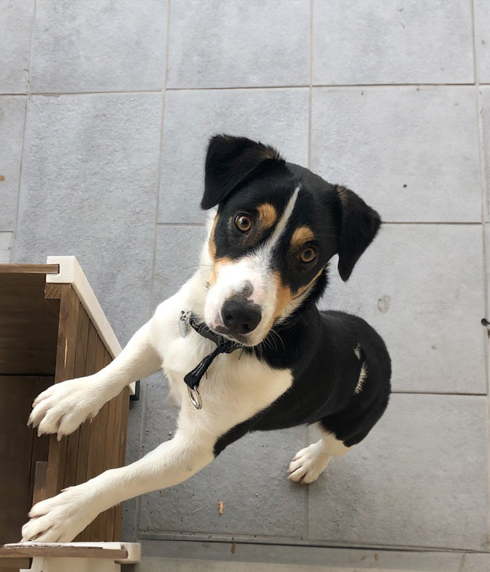 Oslo est un jeune chien, il a été recueilli après avoir fugué. Ici, il est appuyé sur une caisse en bois. Oslo est issu du croisement entre un jack russel et un berger australien