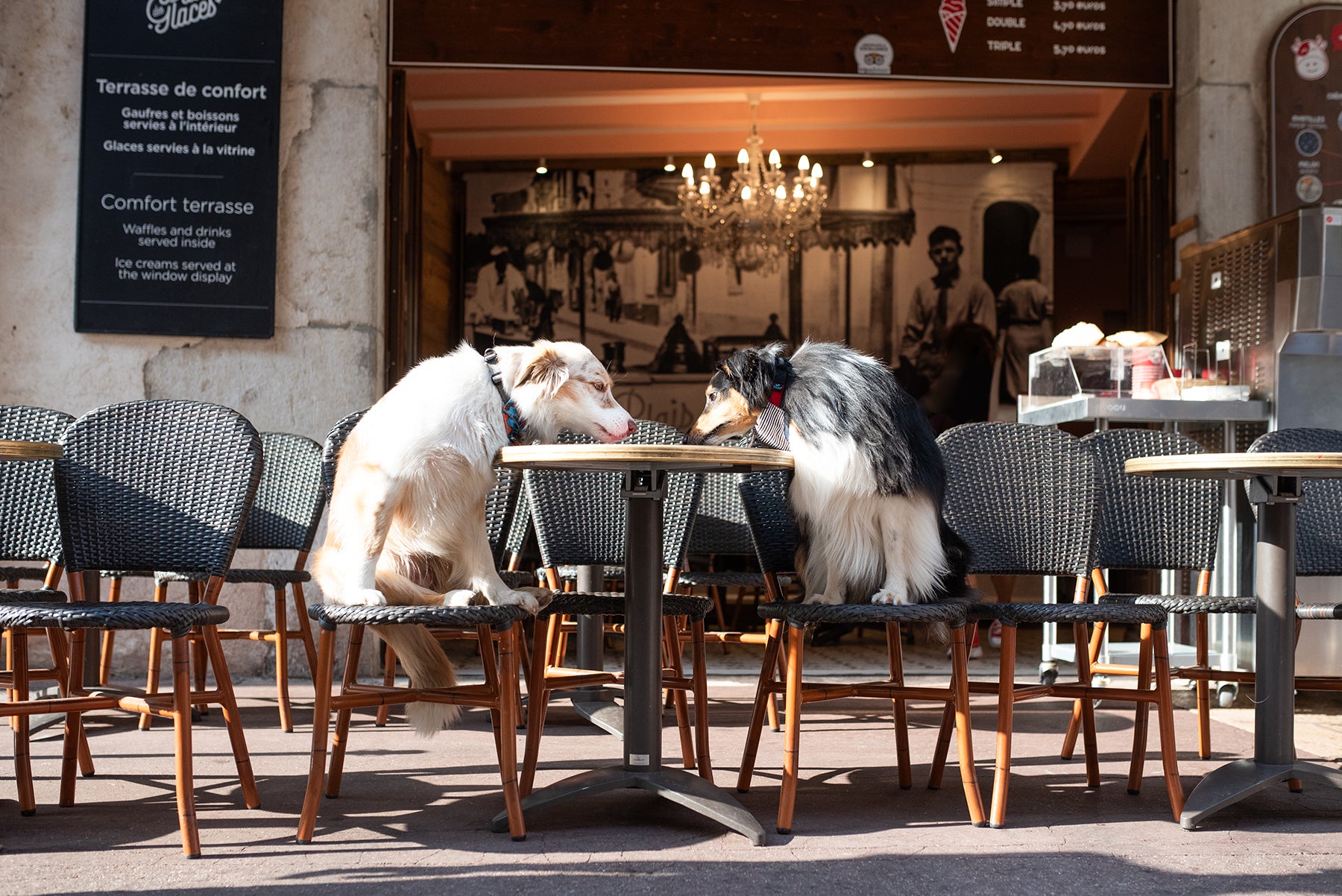 Deux chiens berger australien sont assis sur des chaises à la terrasse d'un café à Annecy. Ils reniflent une table, pour se raconter les derniers potins ou pour lécher les dernières miettes ? Le chien de gauche porte un bandana Fidelami à motifs dogs, et le chien de droite porte un collier silencieux Fidelami rouge avec un bandana Fidelami rayé.