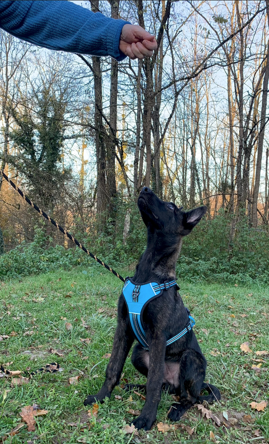 Une friandise, la récompense à tous mes efforts !