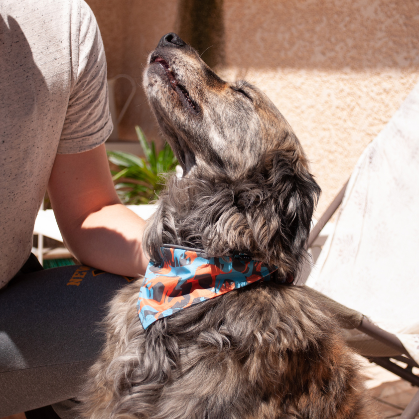 Bandana Dog L