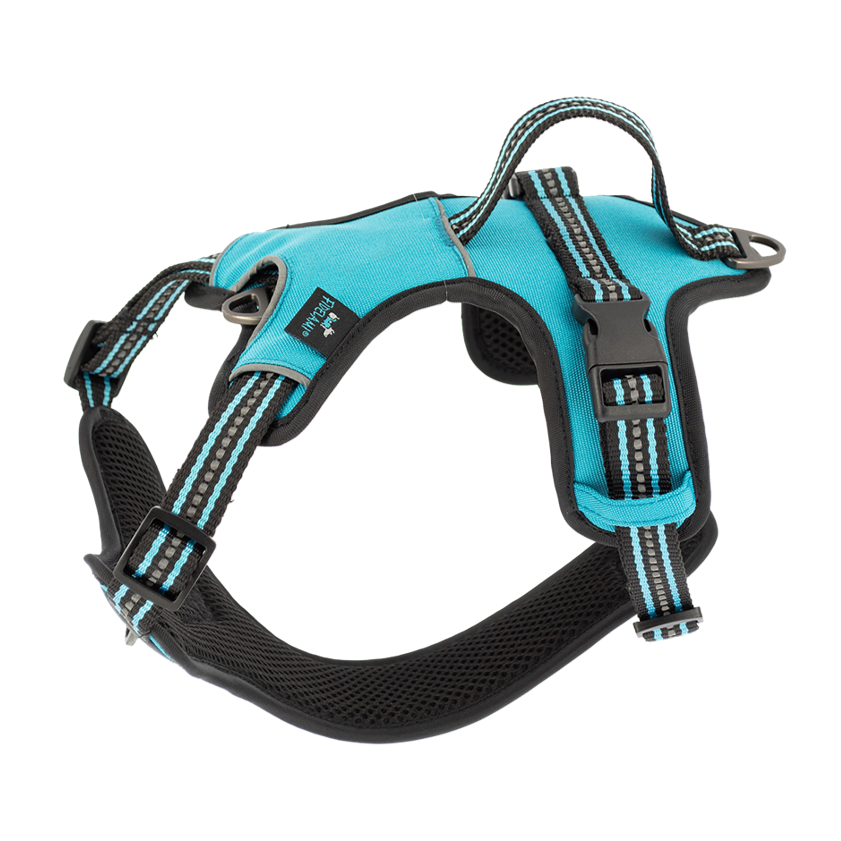 Harnais Dynamic turquoise L