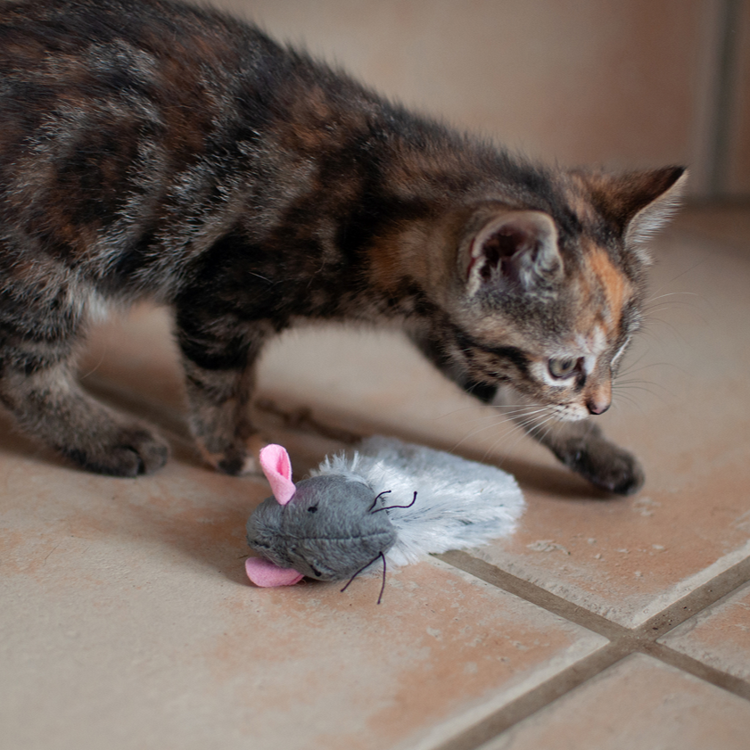 Souris douce