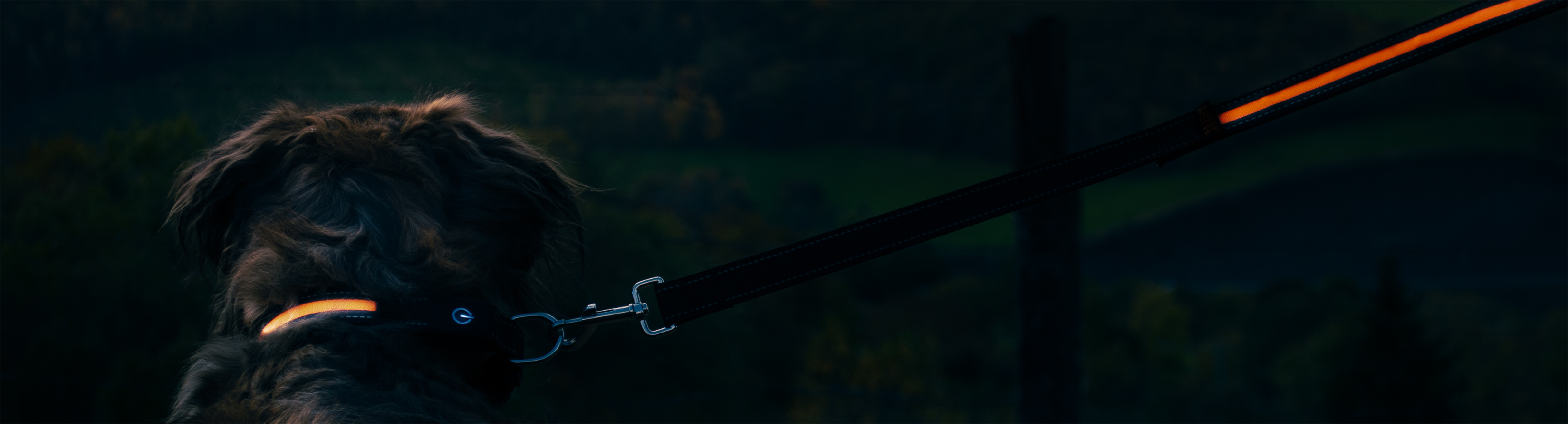 Vue de dos du chien tenu en laisse lumineuse dans la pénombre.