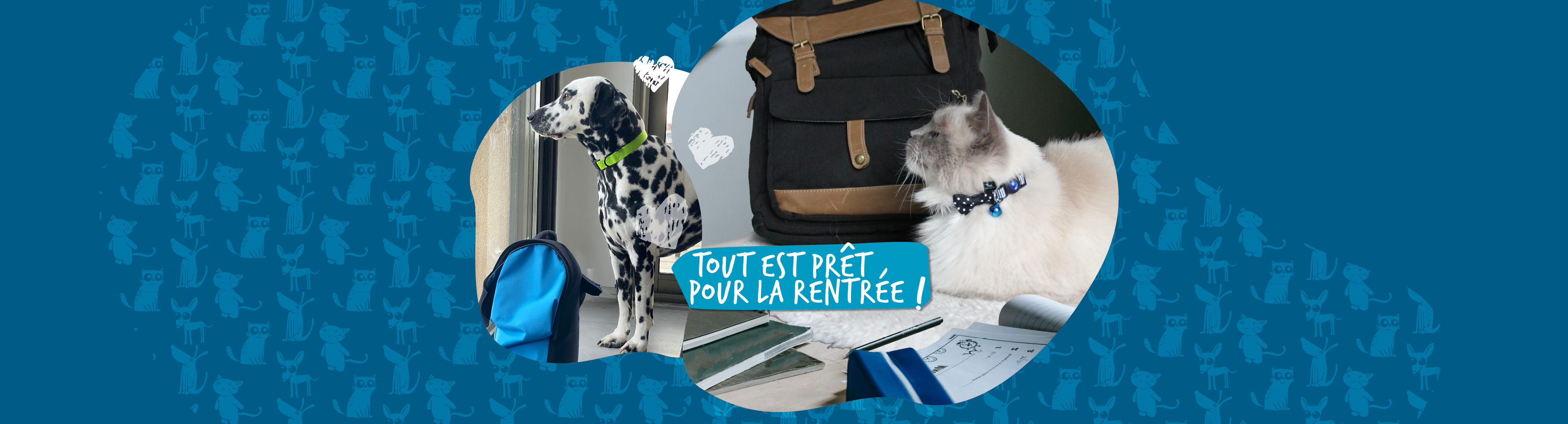 Pixel et Phiby ont mis leur plus beau collier pour la rentrée. Ils sont prêts, leur cartable aussi.