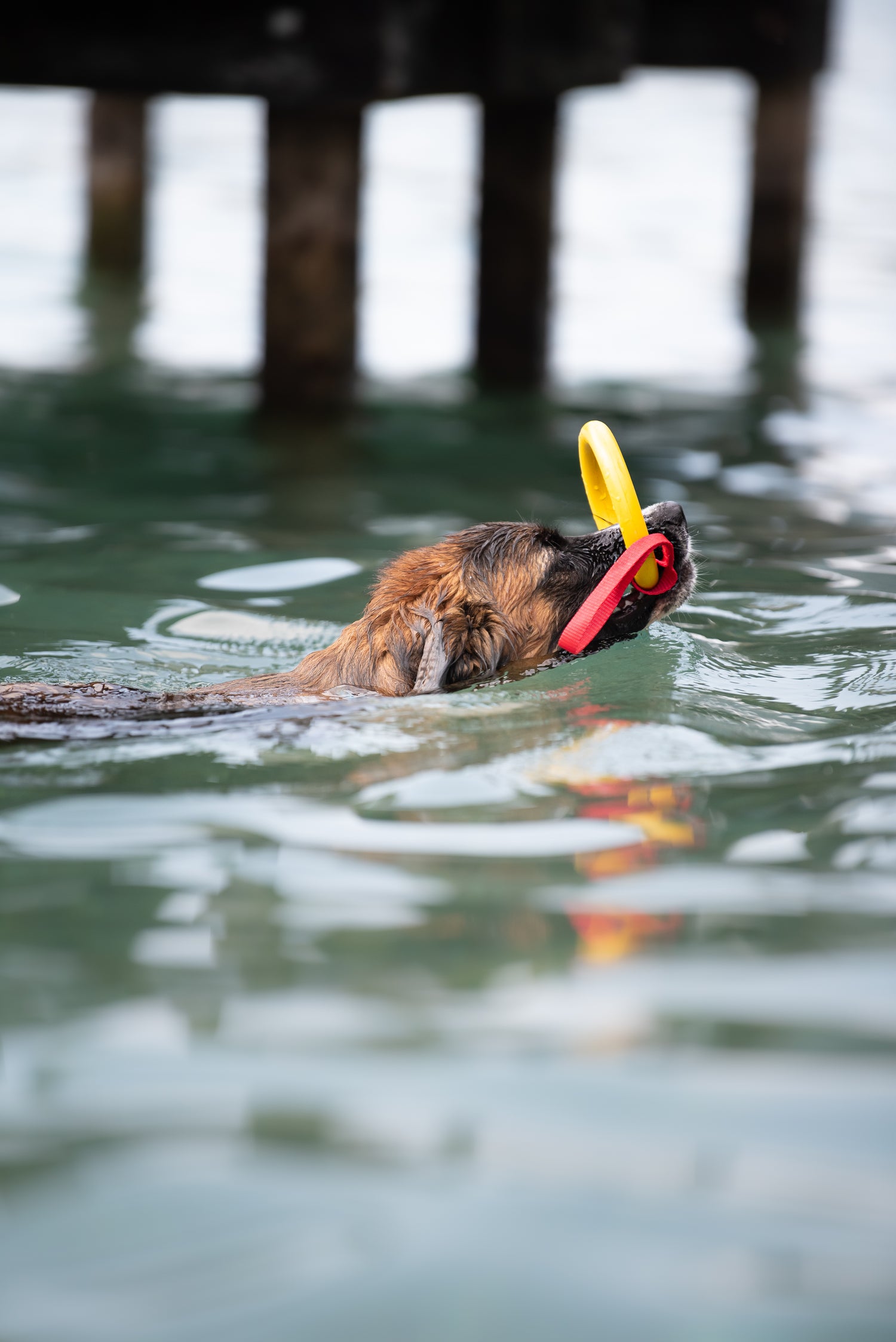 Chien qui nage dans un lac avec l'anneau flottant FIDELAMI