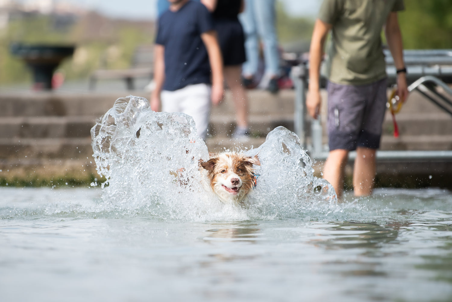 Berger australien courant dans l'eau avec le bandana FIDELAMI