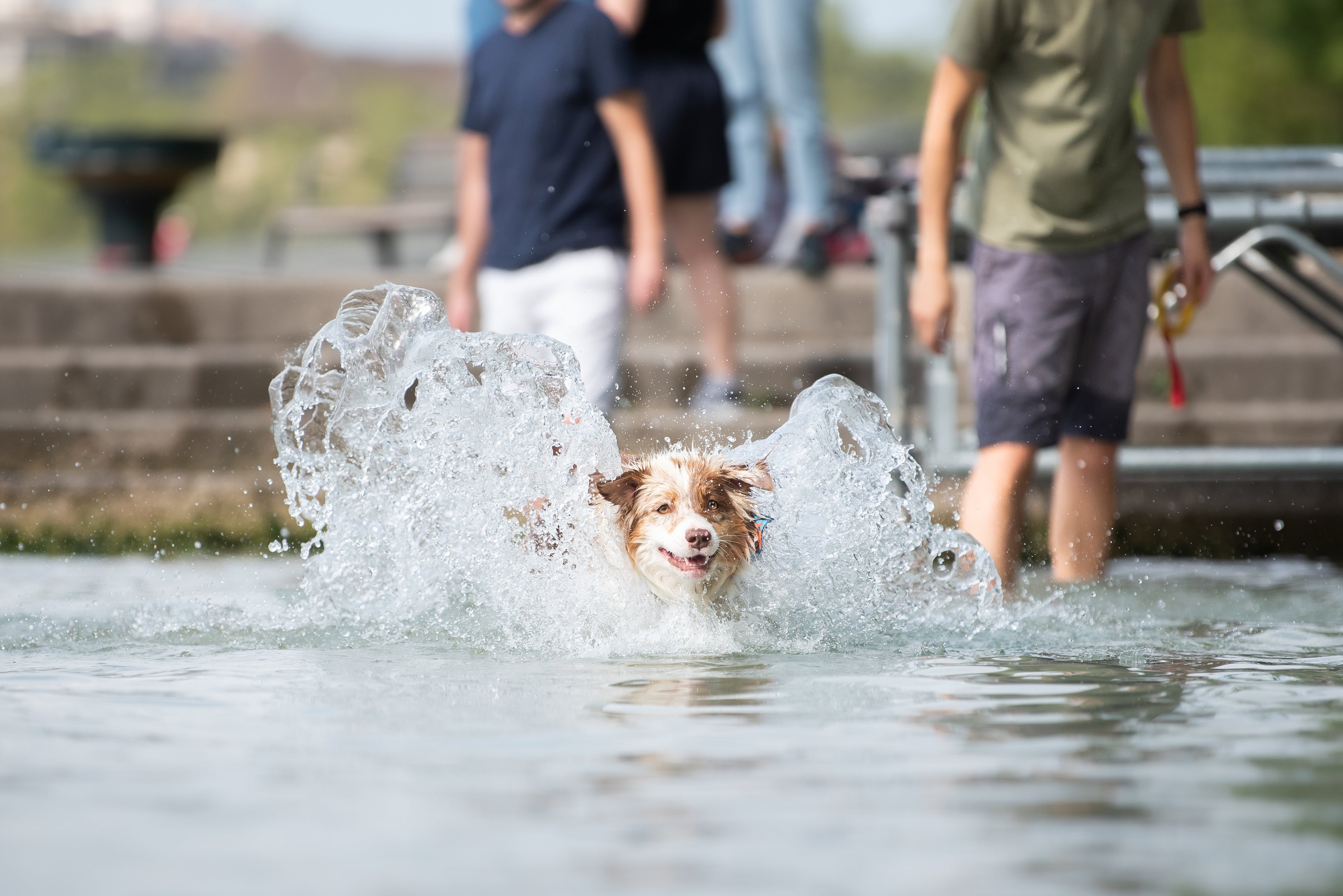 Berger australien courant dans l'eau avec le bandana FIDELAMI