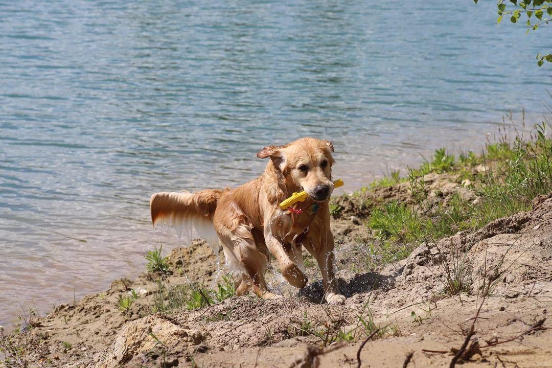 Labrador sortant de l'eau avec la branche FIDELAMI 