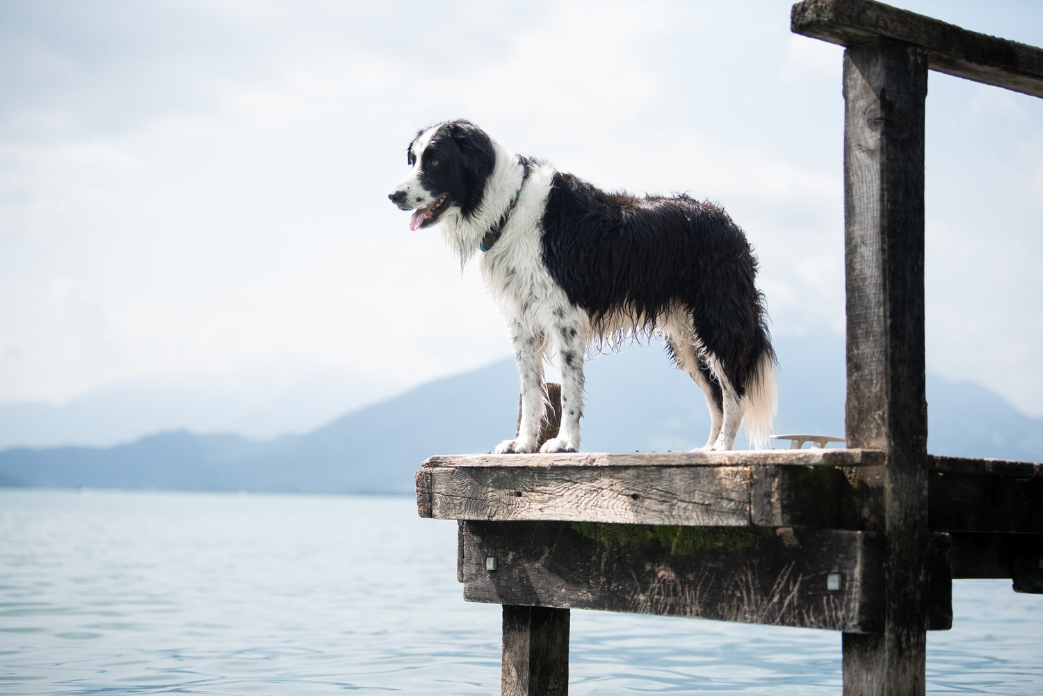 Chien debout sur le ponton d'un lac 