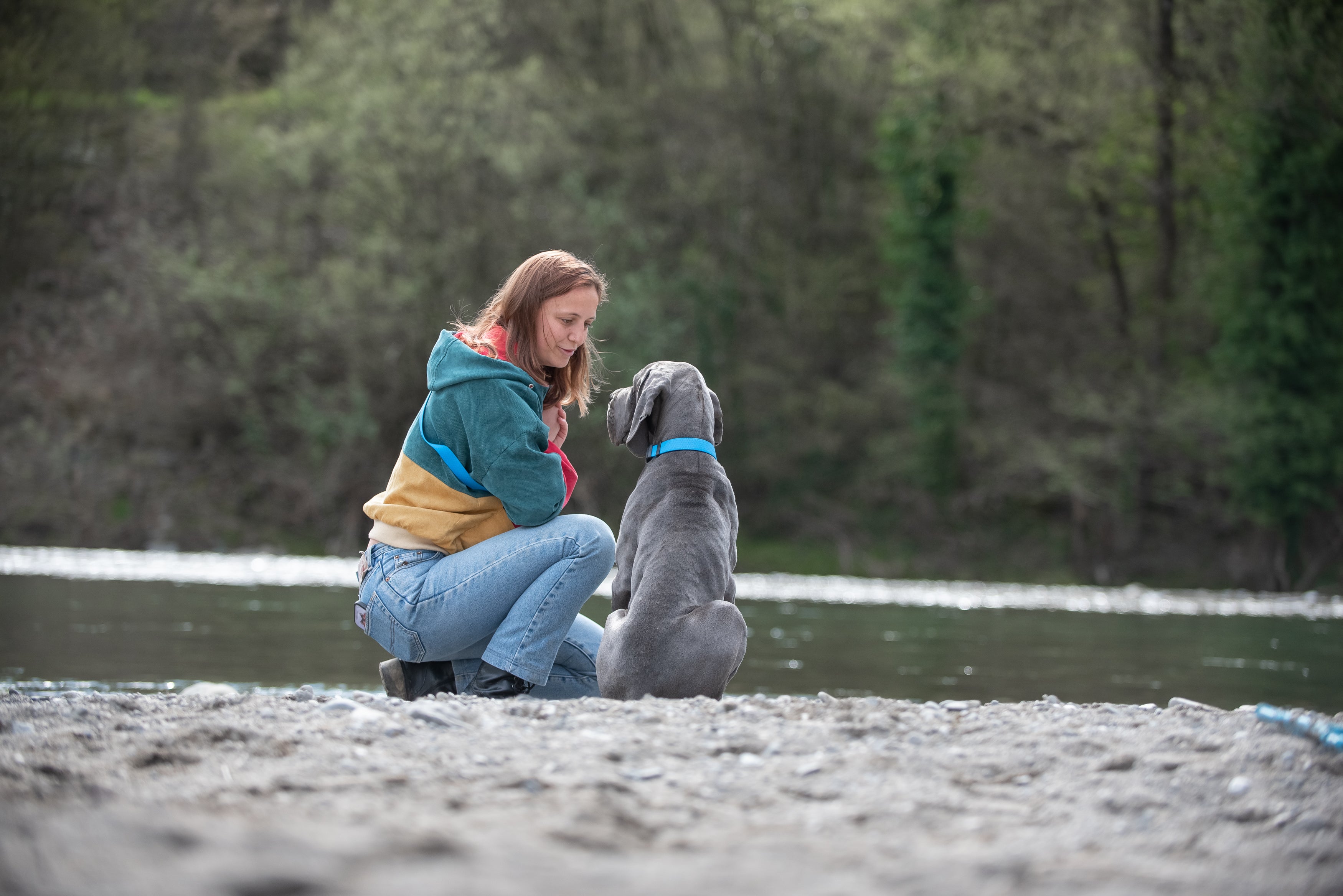 Cette photo montre un grand chien gris qui porte le collier premium bleu Fidelami et son pet parent au bord d'une rivière en Haute Savoie. 