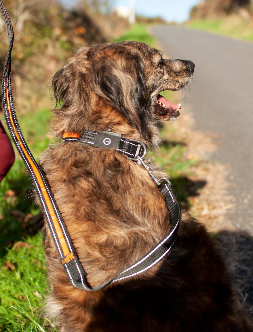 Plan large du chien prêt pour la balade en fin de journée. La pénombre peut arriver, il est équipé.