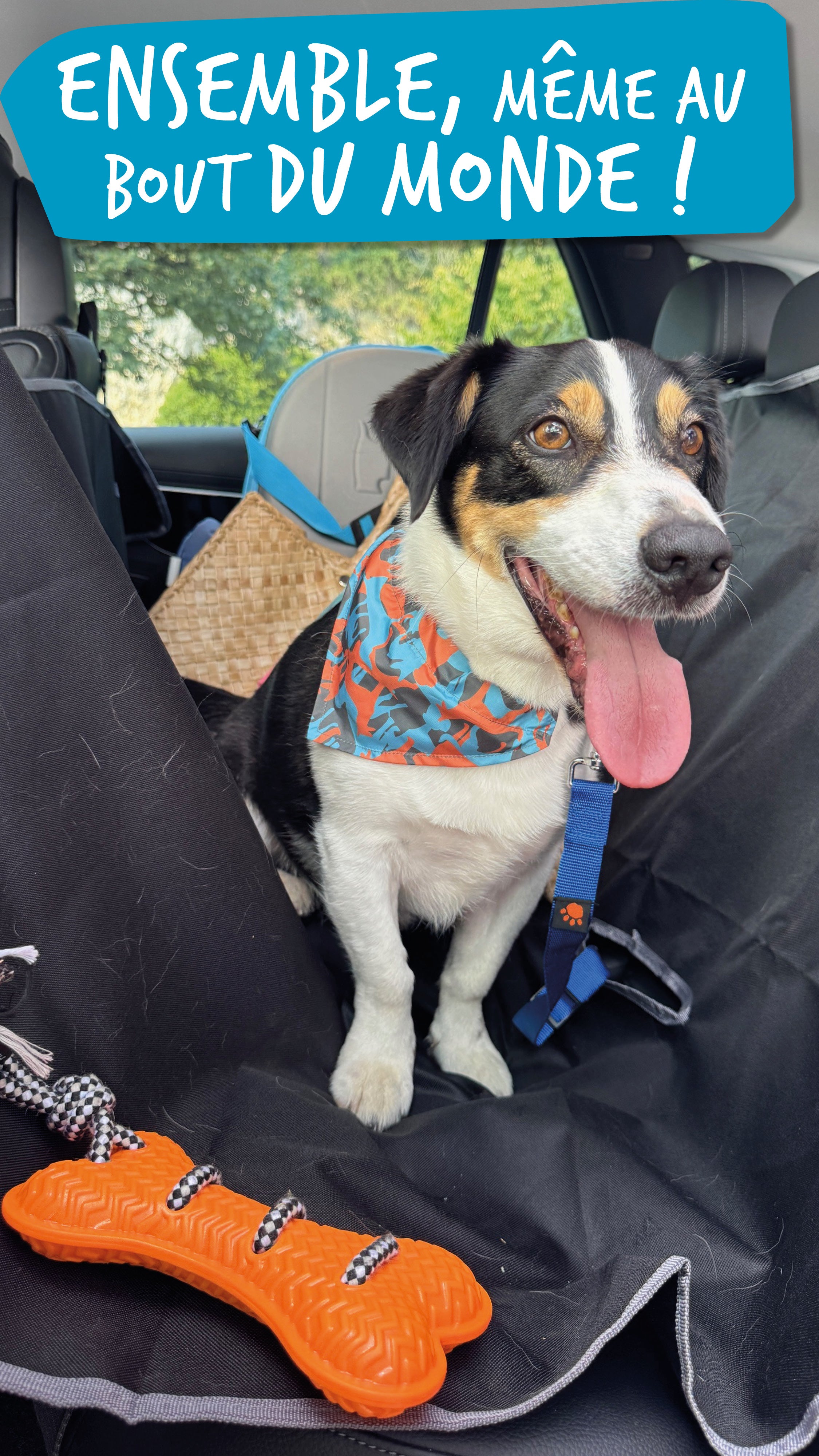 Oslo est prêt pour rejoindre ses amis en vacances. Laisse de sécurité bleue, bandana de baroudeur, il n'a pas oublié son os favori orange.